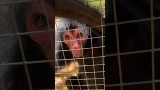 Suriname Paramaribo Zoo Playing with a monkey [upl. by Enitsuj]