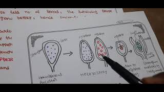 HETEROSPORY AND SEED HABIT [upl. by O'Malley664]