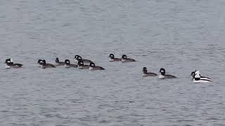 Scaups Scoters Mergansers Buffies Dec 31 2023 PNW [upl. by Artemla]