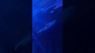 sea life centre alton towers sharkbait reef sealife sealifeaquarium altontowers pov themepark [upl. by Caldeira]