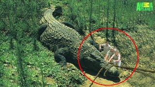 7 Largest Crocodiles Ever Recorded [upl. by Conner294]