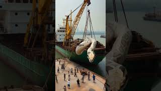 The giant python was lifted by the harbor crane youtubeshorts snake [upl. by Sinegold61]