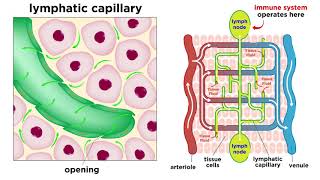 The Circulatory System Part 3 The Lymphatic System [upl. by Evette]