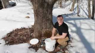 How to Make Maple Syrup [upl. by Anwahsad]