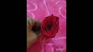 Gulab ka phool [upl. by Willtrude947]