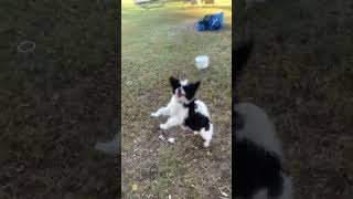 Million Dollar Reggie jump puppy dog tricks fetch fun milliondollarbaby [upl. by Medin]