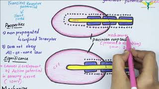 Receptor Potential  Easy Flowchart  mechanism of receptor potential [upl. by How]