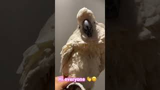 Hi 👋 everyone casco cockatooparrot parrot shortsvideoviral [upl. by Neerom]