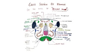 Cross section of Medulla level of Olive  Internal features of medullaIII [upl. by Aihtnic]