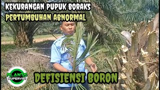 Defisiensi Boron Pada Tanaman Kelapa Sawit [upl. by Sedda677]