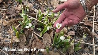 Snow Drop Galanthus Flore Pleno  Bulbs for Fall Planting [upl. by Kinimod]