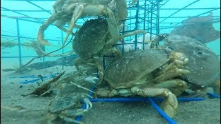 Oregon Crabbing  underwater Gopro video [upl. by Gardas]