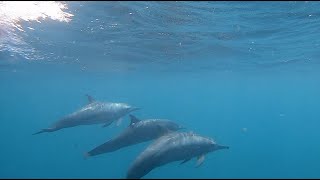 Kuredu Island Resort 2019 Maldives Snorkeling filmed on GoPro Hero 7 Black Edition [upl. by Leonhard]