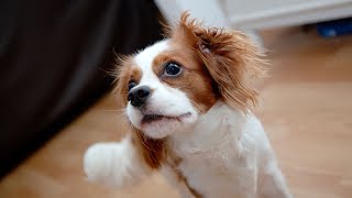 A Day in the Life of a Cavalier King Charles Spaniel [upl. by Melloney]