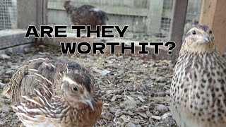 Things I Wish I Knew Before Raising Coturnix Quails [upl. by Osnofla]