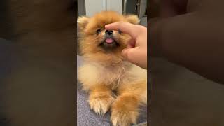 My Dog Nose Is Pure Cuteness 🐾 🐽🐽🤣🤣🐶🐶🩷🩷 pomeranian foryouuu puppy [upl. by Virg]