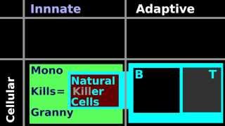 Lymphocyte Histology Natural Killer Cell Helper T Cytotoxic T cell B plasma antibody nucleus [upl. by Ponce]