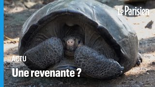 Tortue géante des Galapagos  on la croyait éteinte depuis plus d’un siècle [upl. by Suzanna]