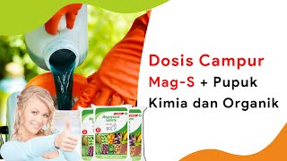 Dosis Magnesium Sulfat Campur Pupuk Organik dan Kimia [upl. by Engis190]