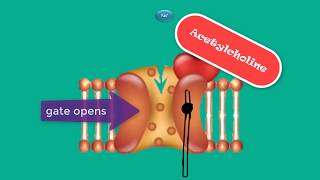 the neuromuscular junction Initiation of muscle contraction [upl. by Jobyna]