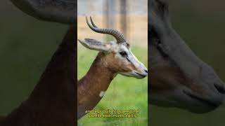 Gazelle epitomizes agility in African wilderness WildLife Mini animals shorts wildife reels [upl. by Catha]