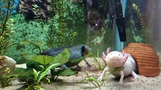 Feeding Axolotls with frozen Bloodworms  4K [upl. by Rodl]