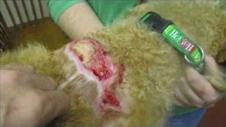 How to Care for Dog and Cat Skin Conditions amp Problems [upl. by Matthew]