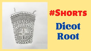 TS of a Dicot Root  Diagram Of Dicot Root shorts rahularts biologydiagram [upl. by Akimrehs]