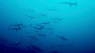 Teaser  Malpelo The Island of the Hammerhead Sharks [upl. by Ennairol369]