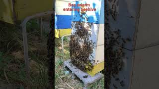 Extraordinary Honey Bees Behavior Beehives Surveillance Swarming [upl. by Nobel611]