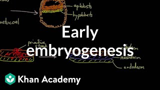 Early embryogenesis  Cleavage blastulation gastrulation and neurulation  MCAT  Khan Academy [upl. by Selene48]