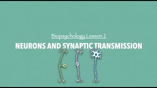 ALevel Psychology AQA Neurons and Synaptic Transmission [upl. by Cleti544]