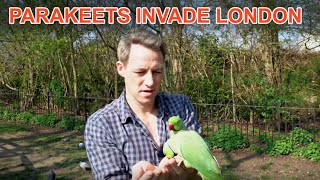 Londons Parakeet Invasion [upl. by Mich]