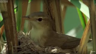 Cuckoo Hijacks Warbler Nest  Natural World  BBC Earth [upl. by Evanne744]