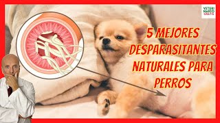 5 MEJORES DESPARASITANTES NATURALES PARA PERROS 🟢 CÓMO DESPARASITAR A UN PERRO CON REMEDIOS CASEROS [upl. by Jake171]