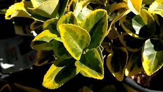 Golden Euonymus Aureomarginatus [upl. by Sacken252]