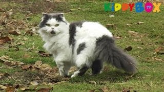 Bauernhof Tiere  Hunde und Katzen  Dogs and Kittens  KIDDYBOXTV [upl. by Squier]