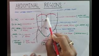 9 ABDOMINAL REGION WITH CONTENT  TRANSPYLORIC PLANE  ABDOMEN ANATOMY  MBBS  FIRST YEAR [upl. by Anelet]