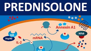 Prednisolone  Mechanism side effects precautions amp uses [upl. by Orms]