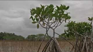 MangrovesProtectors of the Coast [upl. by Uaeb]