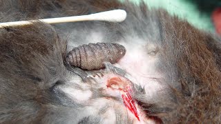 Removing A Huge Botfly Maggot From Poor Dog Part 13 [upl. by Aldos]