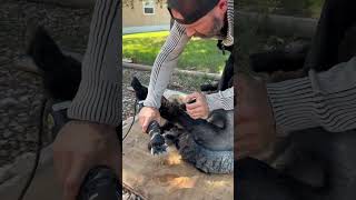 Shearing a 4H Lamb 🐑 with Heiniger Xprt electric clippers ✂️ [upl. by Tocci152]