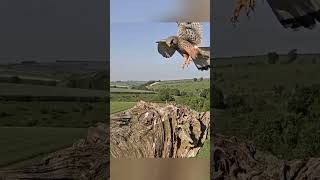 Brutal Mothers Revenge  Kestrel Vs Jackdaw animals wildlife shorts [upl. by Pillyhp]