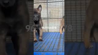 Dogsforsale Belgium Malinous dogsforsale puppy kennelfarm dogbreed kennel dog pets dog cute [upl. by Amado]