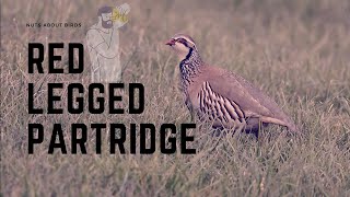 Red legged partridge [upl. by Forelli]