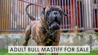 Strong Energetic Adult Bull Mastiff available for new home [upl. by Delaryd]