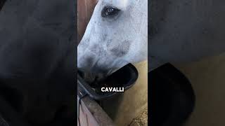 horse cavalli equitazione equestrian equestre maneggio horseing equitation pony [upl. by Margarete]