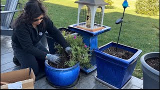 Planting More Bulbs Lasagna Method without fertilizer  Martin House Flowers [upl. by Rehoptsirhc911]