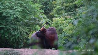 Gaur in Kaeng Krachan National Parkกระทิงใน อชแก่งกระจาน [upl. by Hjerpe]