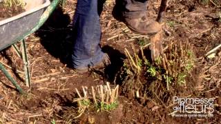 Diviser un Aster  Vidéo pour le jardin [upl. by Larrej]